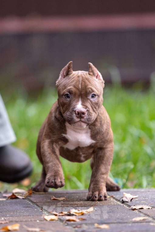 Собаки в других городах Московской области: Американский булли  Девочка, 80 000 руб. - фото 3