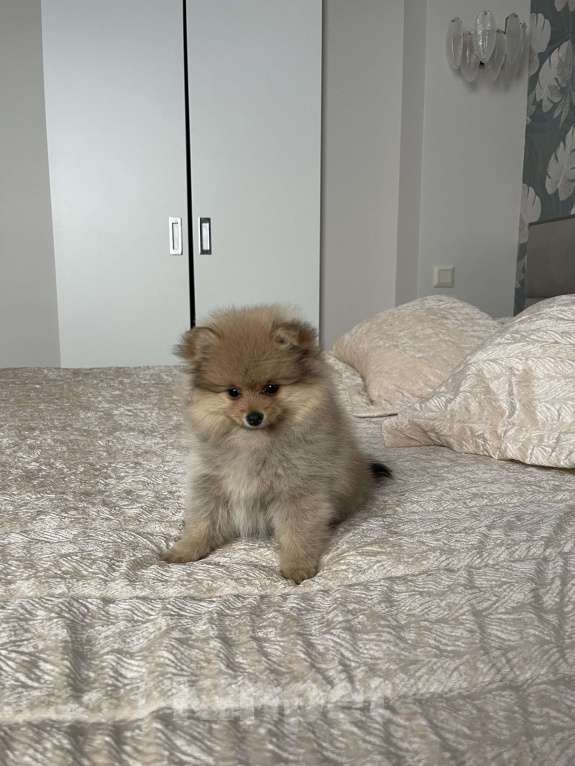 Собаки в Балашихе: Немецкий шпиц Девочка, 30 000 руб. - фото 6