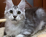 Кошки в Нижнем Новгороде: Котенок породы Мейн-кун Мальчик, Бесплатно - фото 1