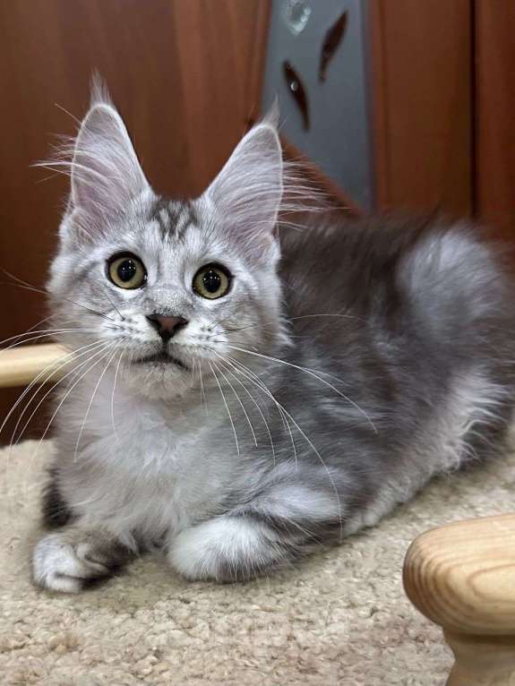Кошки в Нижнем Новгороде: Котенок породы Мейн-кун Мальчик, Бесплатно - фото 1