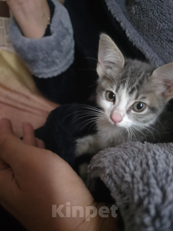 Кошки в Азове: Отдам котенка в добрые руки Девочка, Бесплатно - фото 2
