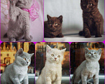Кошки в Москве: Вязка для кошек, 5 999 руб. - фото 4