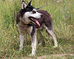 Собаки в Самаре: Михась ищет дом, Бесплатно - фото 5