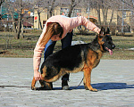 Собаки в Оренбурге: Вязка, 1 руб. - фото 3