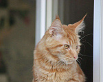Кошки в Боготоле: Вязка мейн-кун, 3 000 руб. - фото 3
