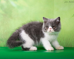 Кошки в Самаре: Продажа котят породы экзотическая короткошерстная , 35 000 руб. - фото 2