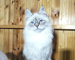 Кошки в Лермонтове: Котята няшки Мальчик, 20 000 руб. - фото 7