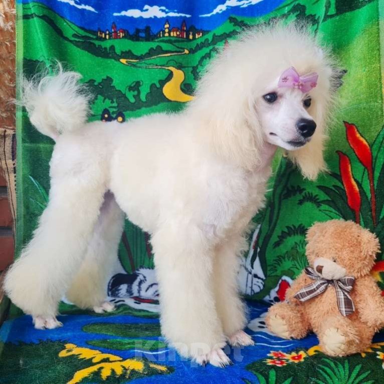 Собаки в Москве: Пудель той девочка белая Девочка, 100 000 руб. - фото 2