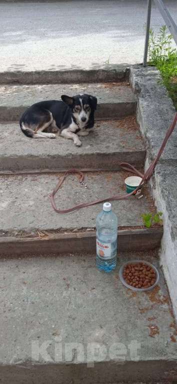 Собаки в Новосибирске: Черная собачка среднего размера Девочка, Бесплатно - фото 2