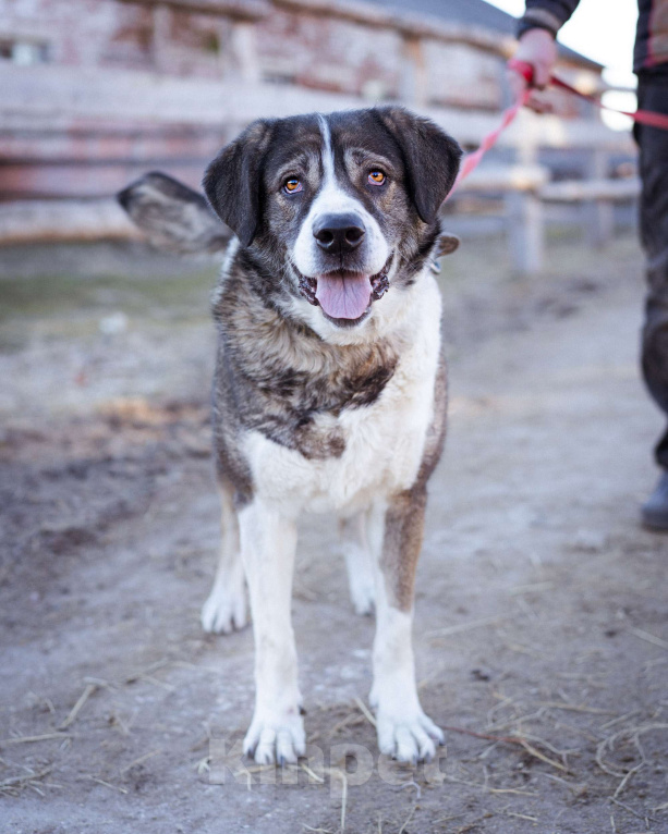 Собаки в Москве: Собака прошедшая СВО и избежавшая усыпления в поисках самого лучшего дома! Девочка, Бесплатно - фото 2