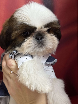 Очаровательная мини девочка ши тцу