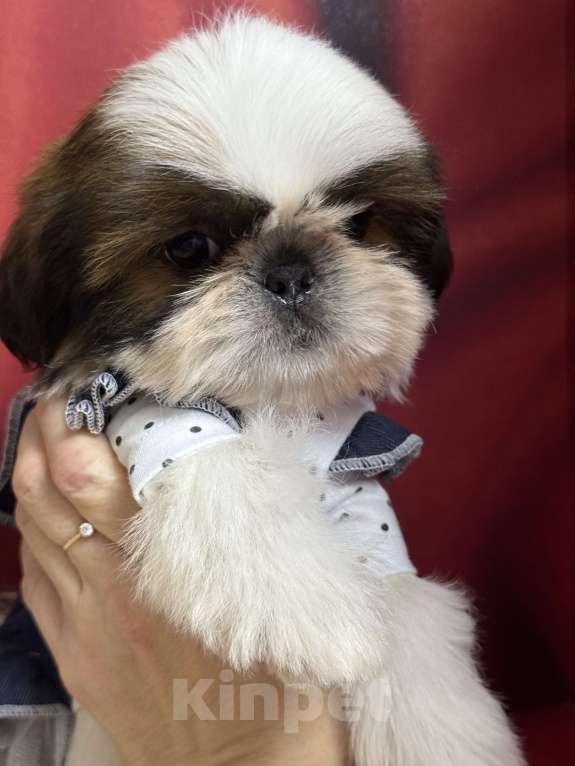 Собаки в Смоленске: Очаровательная мини девочка ши тцу Девочка, 150 000 руб. - фото 1