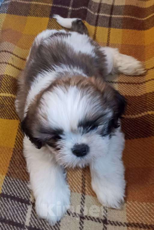 Собаки в Санкт-Петербурге: Мальчик ши-тцу бело-золотой Мальчик, 40 000 руб. - фото 1