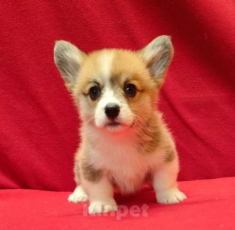 Собаки в Москве: Девочка и мальчики. Мальчик, 50 000 руб. - фото 2