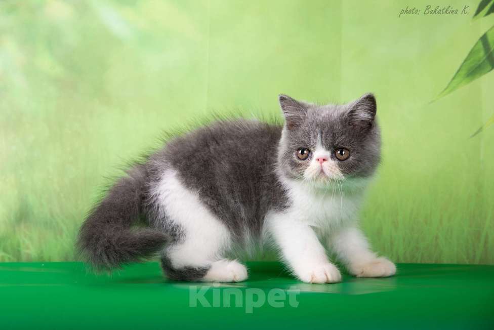 Кошки в Самаре: Продажа котят породы экзотическая короткошерстная , 35 000 руб. - фото 2