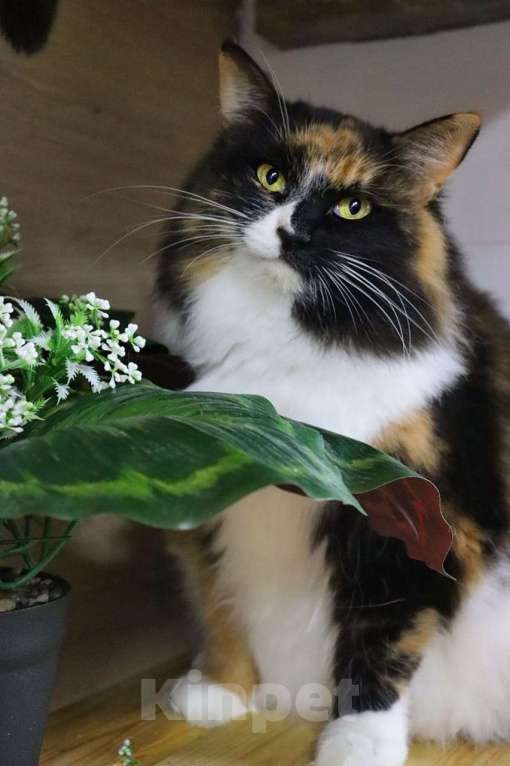 Кошки в Москве: Красавица Даша в поисках дома Девочка, Бесплатно - фото 3