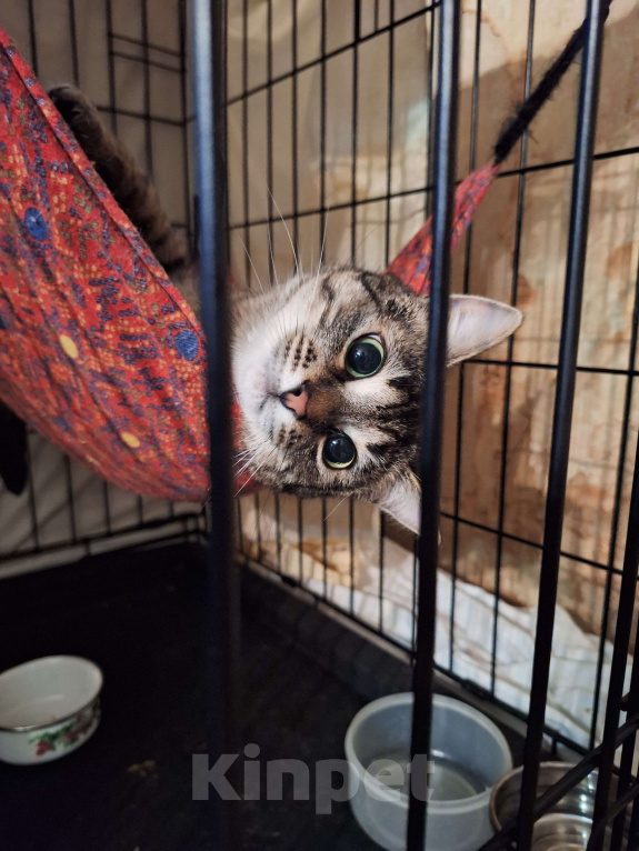Собаки в Москве: Ласковая, игривая кошка Пикси ищет дом Девочка, Бесплатно - фото 6