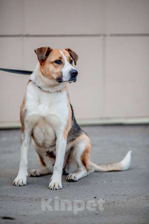 Собаки в Москве: Гаечка Девочка, Бесплатно - фото 13