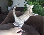 Кошки в Пушкино: Мальчик  минк Мальчик, Бесплатно - фото 3