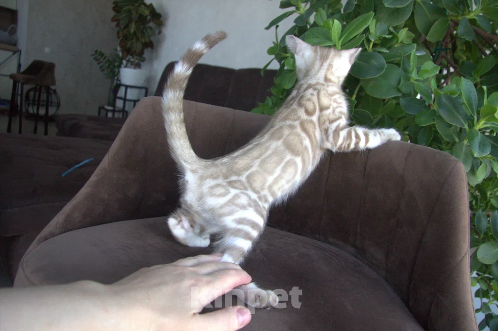 Кошки в Пушкино: Мальчик  минк Мальчик, Бесплатно - фото 3