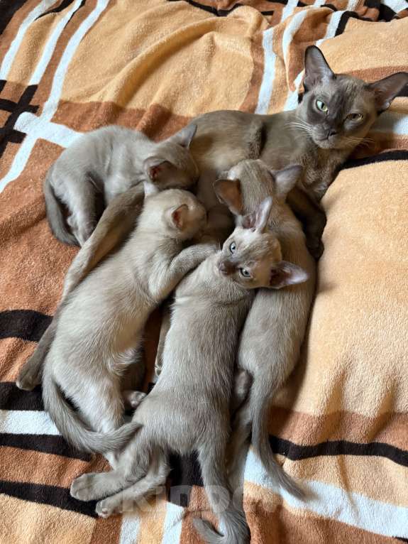 Кошки в Санкт-Петербурге: Бурманский  котенок ( Шампань -эксклюзив) Мальчик, 35 000 руб. - фото 5