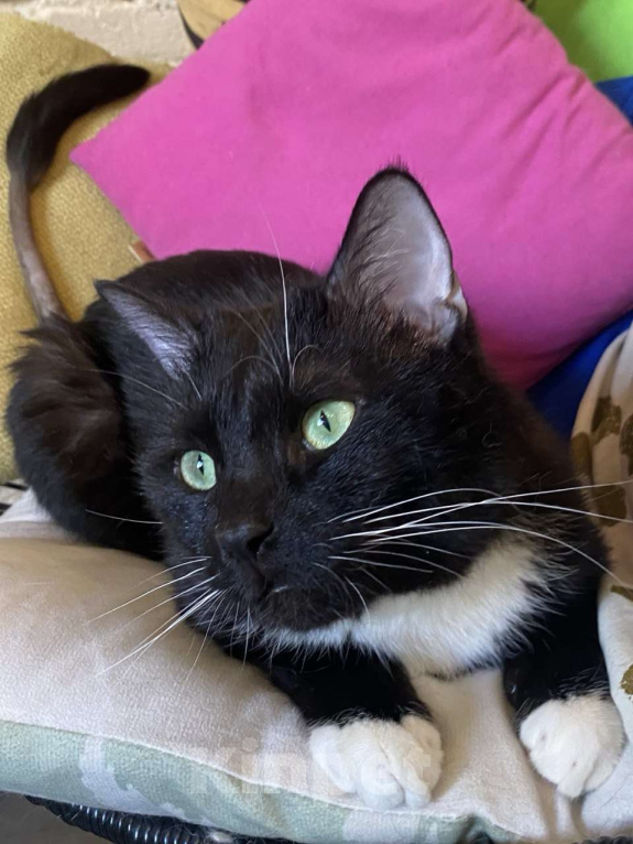 Кошки в Москве: Обаятельный Сиэтл ищет семью Мальчик, Бесплатно - фото 3