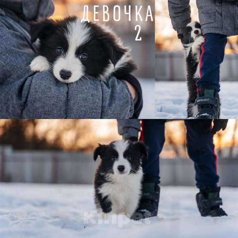 Собаки в Москве: Щенки бордер-колли с документами РКФ Девочка, 65 000 руб. - фото 1