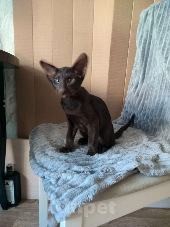 Кошки в Санкт-Петербурге: Ориентальный мальчик гаванна Мальчик, 30 000 руб. - фото 2