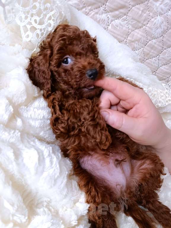 Собаки в Санкт-Петербурге: Щенок той‑пуделя тикап редбраун, СПб. 3 мес., с чипом и прививками! Мальчик, Бесплатно - фото 6