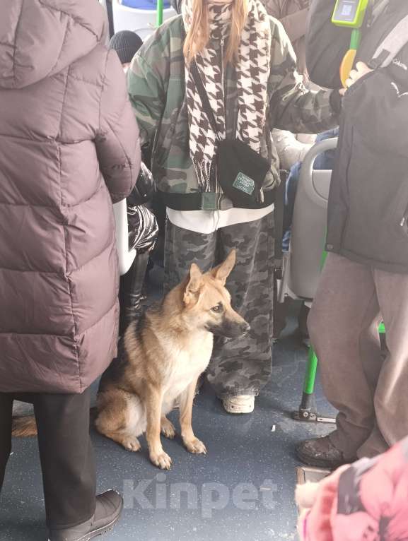 Собаки в Челябинске: Потеряшка Мальчик, Бесплатно - фото 1