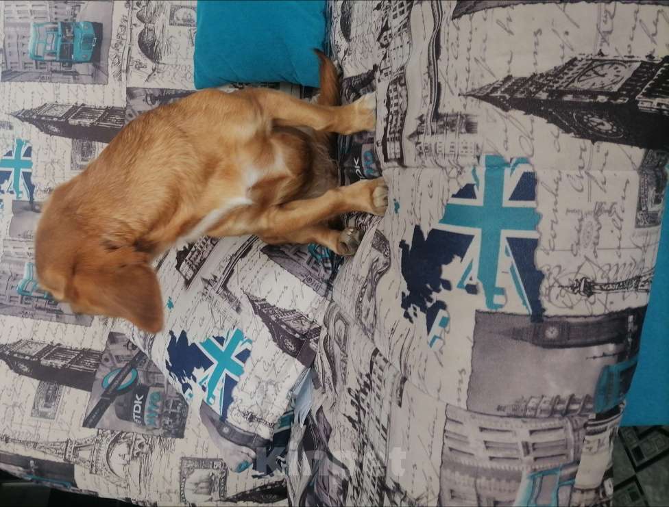 Собаки в Бийске: Собаку в добрые руки - (добрая 2 года, послушная кличка Ева-девочка,) ей не терпеться найти хозяев Девочка, Бесплатно - фото 3