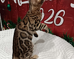Кошки в Лыткарино: Бенгальский котенок девочка Линда с документами  Девочка, 12 000 руб. - фото 2