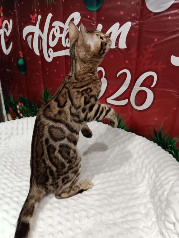 Кошки в Лыткарино: Бенгальский котенок девочка Линда с документами  Девочка, 12 000 руб. - фото 2