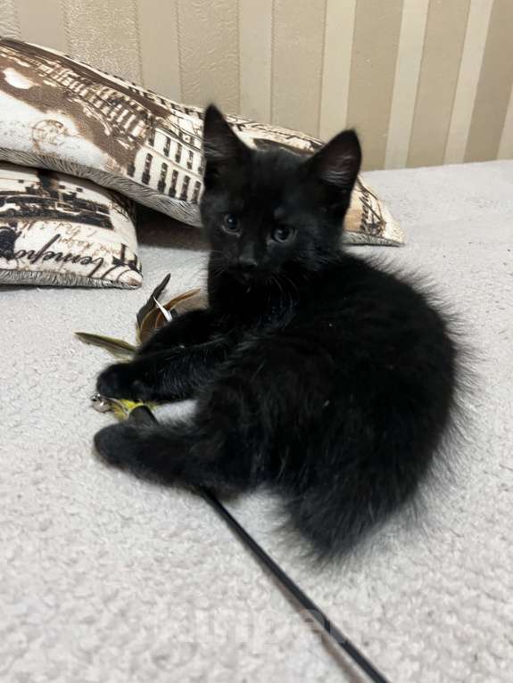 Кошки в Подольске: Котик Бобтейл  Мальчик, 5 000 руб. - фото 5