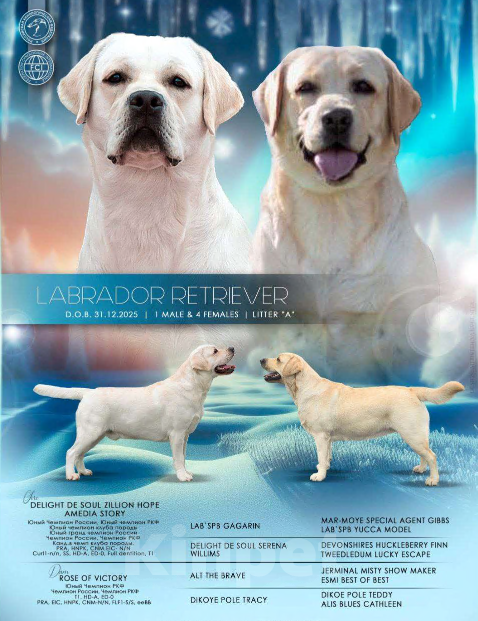 Собаки в других городах Ульяновской области: Щенки Лабрадора ретривера Разнополые, Бесплатно - фото 1