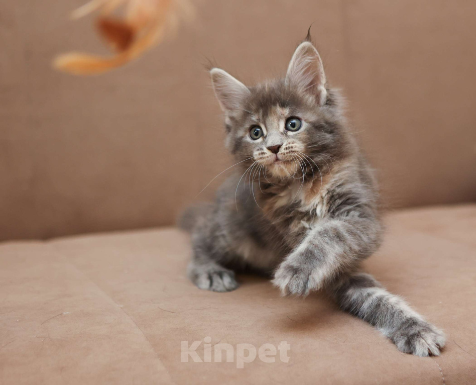 Кошки в Москве: Котенок мейн-кун Девочка, 55 000 руб. - фото 4