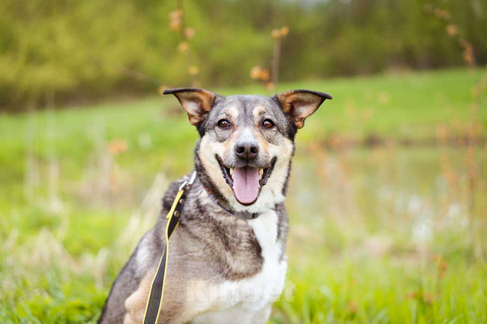 Собаки в Москве: Собачка на трёх лапках ищет дом Девочка, Бесплатно - фото 7