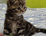 Кошки в Санкт-Петербурге: Шотландские котята Мальчик, Бесплатно - фото 1