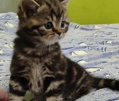 Шотландские котята