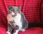 Кошки в Магнитогорске: Quelle Marshmallow  Девочка, Бесплатно - фото 4