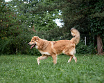 Собаки в Пушкино: Тотошка ищет свою Элли Мальчик, Бесплатно - фото 4