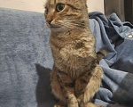 Кошки в Люберцах: Кот в добрые руки Мальчик, Бесплатно - фото 2
