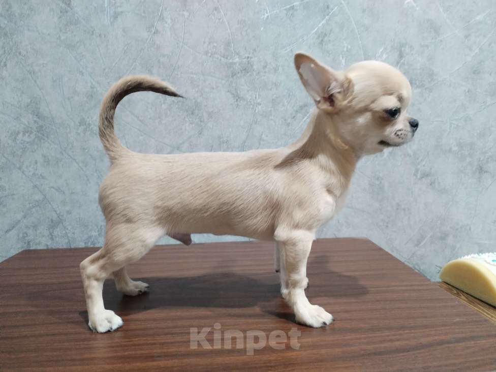 Собаки в Москве: Чихуахуа мальчик РКФ  Мальчик, 90 000 руб. - фото 3