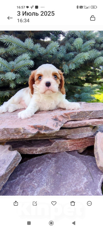 Собаки в Санкт-Петербурге: Мальчик кавалер Кинг Чарльз спаниель  Мальчик, 80 000 руб. - фото 3