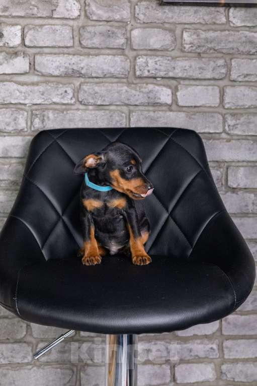 Собаки в Джанкое: Щенок Цвергпинчера Мальчик, 40 000 руб. - фото 1