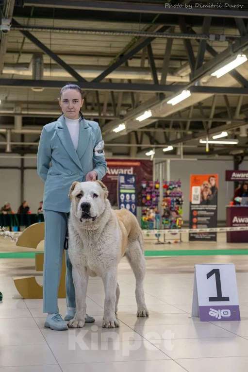 Собаки в других городах Ярославской области: Щенки САО Девочка, 60 000 руб. - фото 2