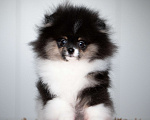 Собаки в Челябинске: Померанский шпиц девочка Девочка, Бесплатно - фото 1