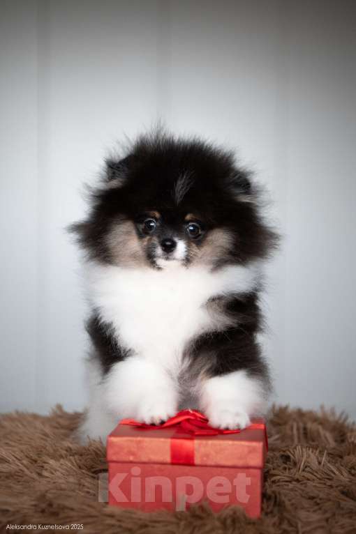 Собаки в Челябинске: Померанский шпиц девочка Девочка, Бесплатно - фото 1