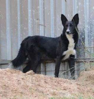 Собаки в Москве: Стеша Девочка, Бесплатно - фото 2