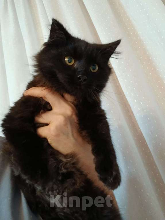 Кошки в Москве: котенок Мальчик, Бесплатно - фото 1